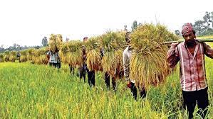 কৃষি ক্ষেত্রে পুরুষের পাশাপাশি নারীদের অবদান: উন্নতির পথ