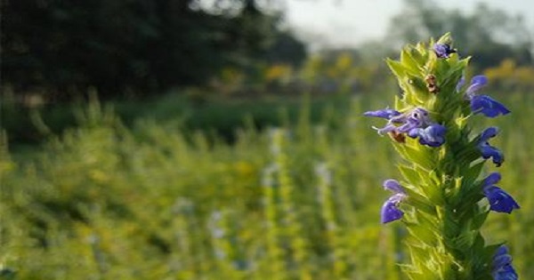কিনোয়া ও চিয়া সিড চাষে, তরুণ কৃষি উদ্যোক্তা