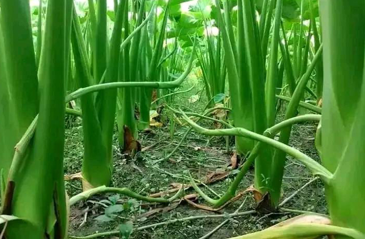 জনপ্রিয় সবজি লতিরাজ কচুর চাষাবাদ পদ্ধতি