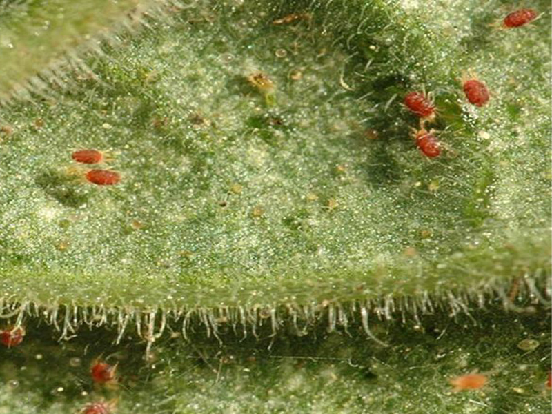 সালফার কি মাকড়কে ফসলের কাছ থেকে দূরে রাখে?