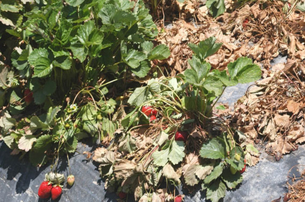 স্ট্রবেরি গোড়া পচা রোগ: কারণ, প্রতিরোধ এবং সঠিক পরিচর্যা