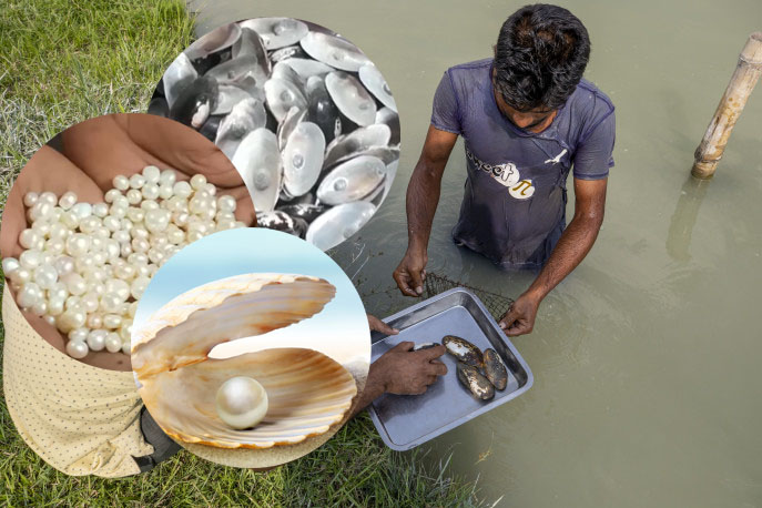 পুকুরে মুক্তা চাষ আনতে পারে অর্থনৈতিক মুক্তি