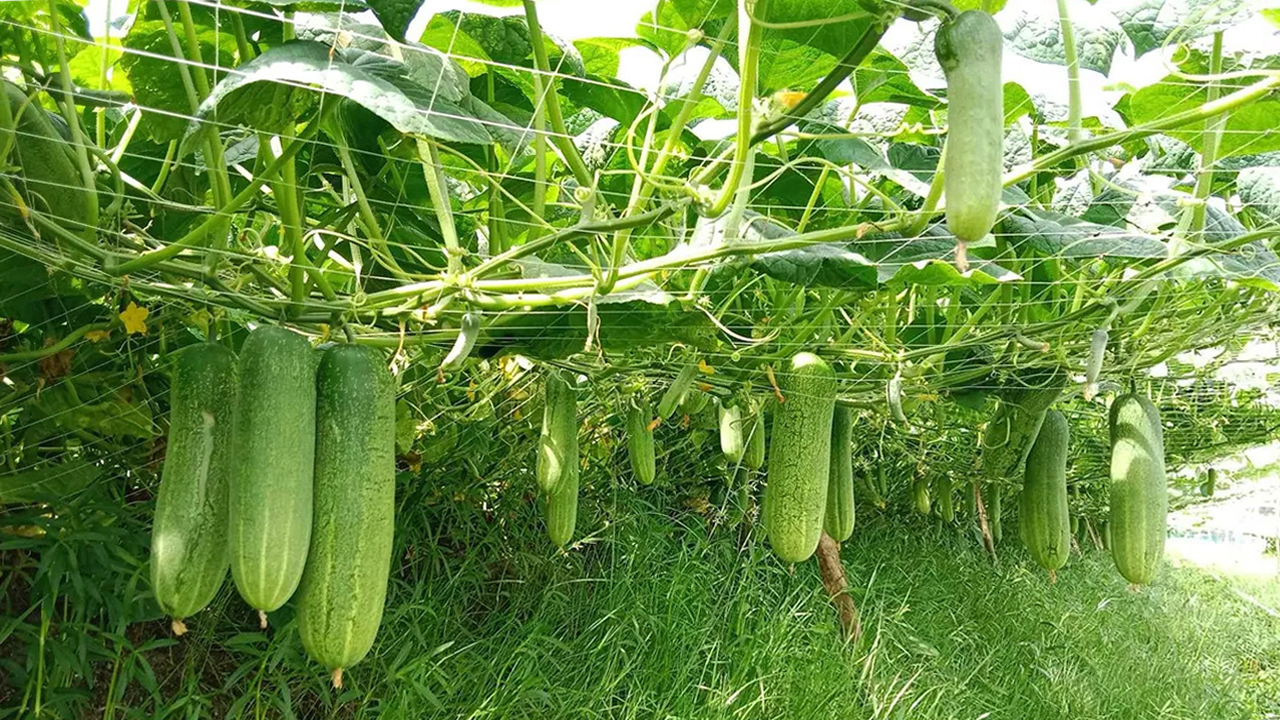 বর্ষাকালে শাক-সবজি চাষ: উঁচু জমি এবং পানি নিষ্কাশনের গুরুত্ব