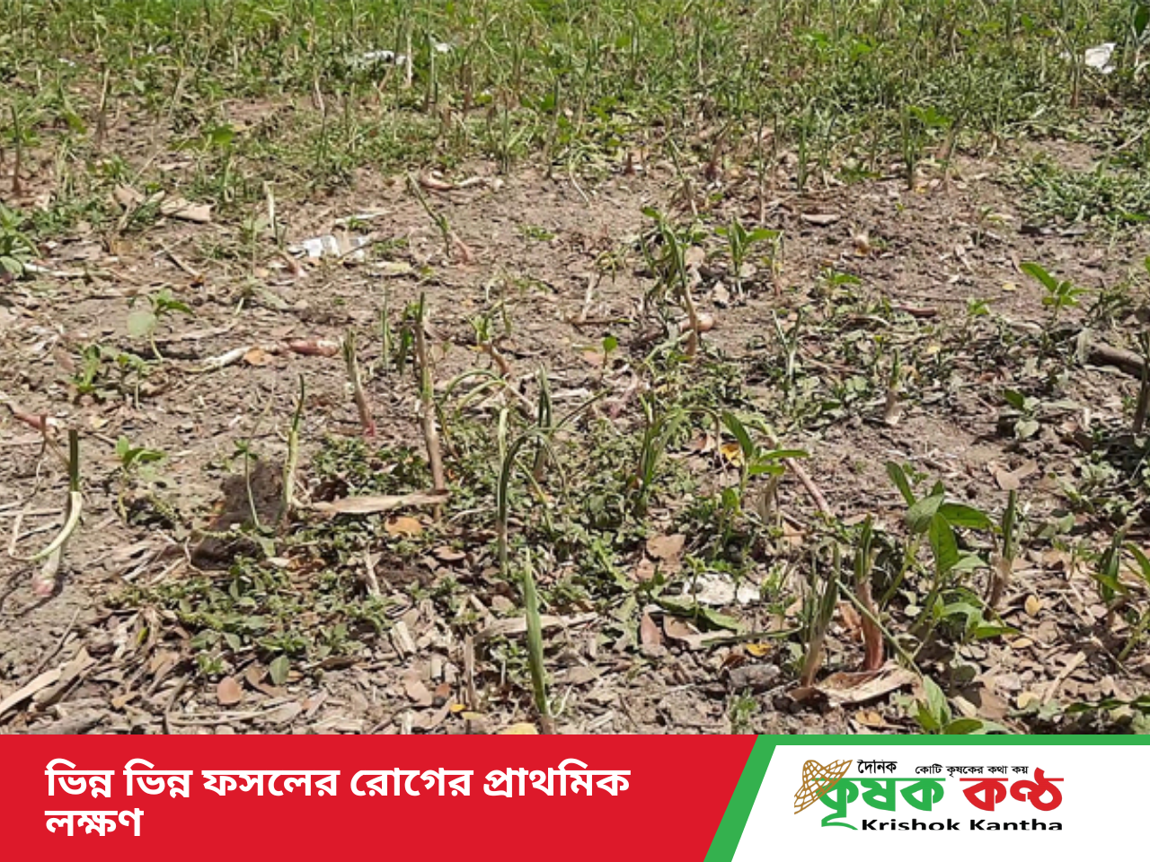 জমির রোগের ঝুঁকি: কীভাবে কৃষকরা তাদের ফসল রক্ষা করবেন