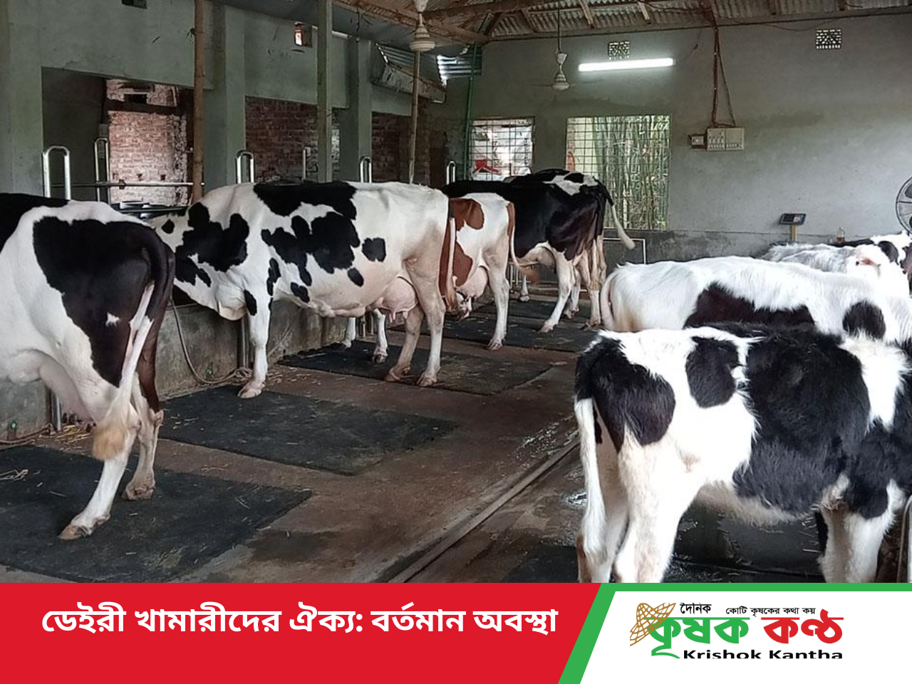 ডেইরি খামারী ঐক্য: টেকসই উন্নয়নের সোপান