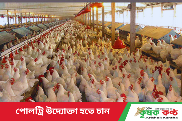 পোলট্রি উদ্যোক্তা হতে চান