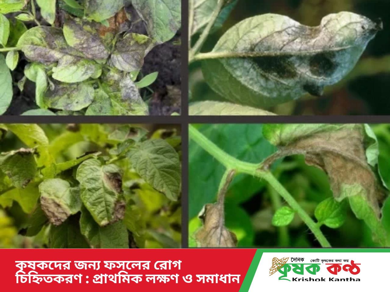কৃষকদের জন্য ফসলের রোগ চিহ্নিতকরণ : প্রাথমিক লক্ষণ ও সমাধান