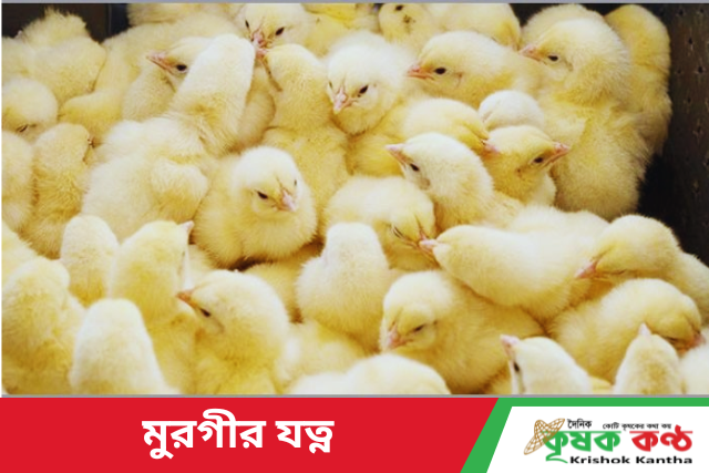 স্বাস্থ্যবান মুরগি পালন এর জন্য সঠিক খাদ্য ও যত্ন