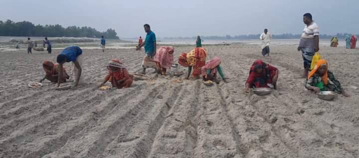 আগাম আলু চাষে ব্যস্ত কুড়িগ্রাম চরাঞ্চলের কৃষকরা