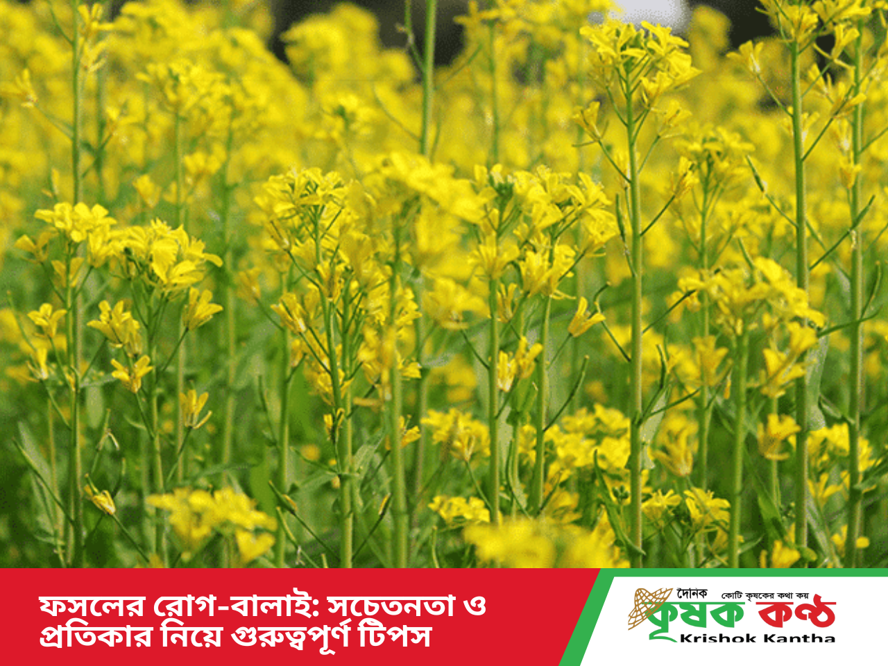 ফসলের রোগ-বালাই: সচেতনতা ও প্রতিকার নিয়ে গুরুত্বপূর্ণ টিপস