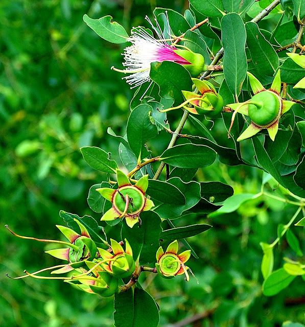 সুন্দরবনের ছইলা ফল: এক বৈচিত্র্যময় প্রাকৃতিক উপহার