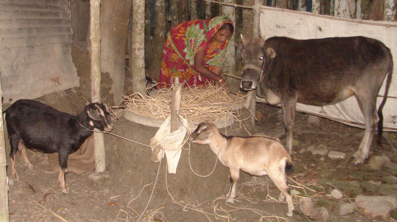 চরাঞ্চলে গরু-মহিষ পালনের মাধ্যমে অর্থনৈতিক স্বাবলম্বিতা: লক্ষ লক্ষ টাকার আয়ের সম্ভাবনা