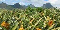 পাহাড়ে বাড়ছে হানিকুইন জাতের আগাম আনারস চাষ