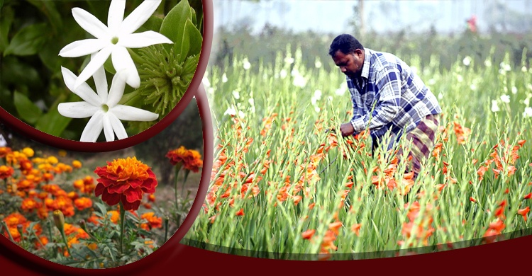 ফুল চাষে যেসব বিষয় খেয়াল রাখতে হবে