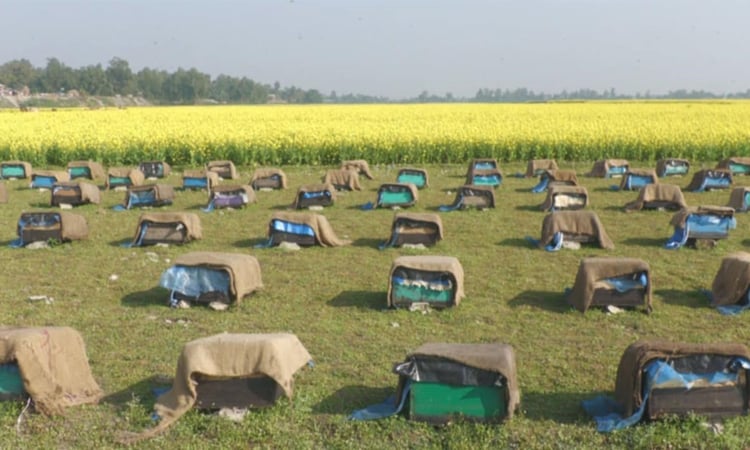 মৌমাছির গুঞ্জরণে মুখরিত মৌমাছির গুঞ্জরণে মুখরিত জামালপুরের সরিষা ক্ষেত