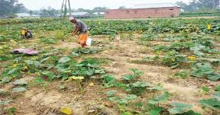 শীত ও ঘন কুয়াশায় রবি শস্যের ক্ষতির আশঙ্কা: কৃষকদের মধ্যে উদ্বেগ