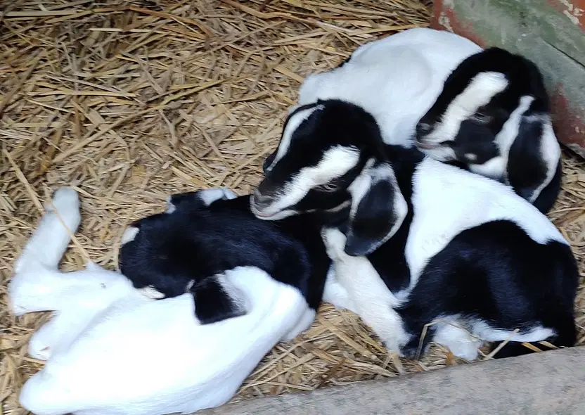 ছাগলের সংকর জাত