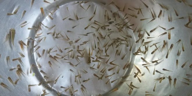 রেনু পোনার প্রস্তুতি