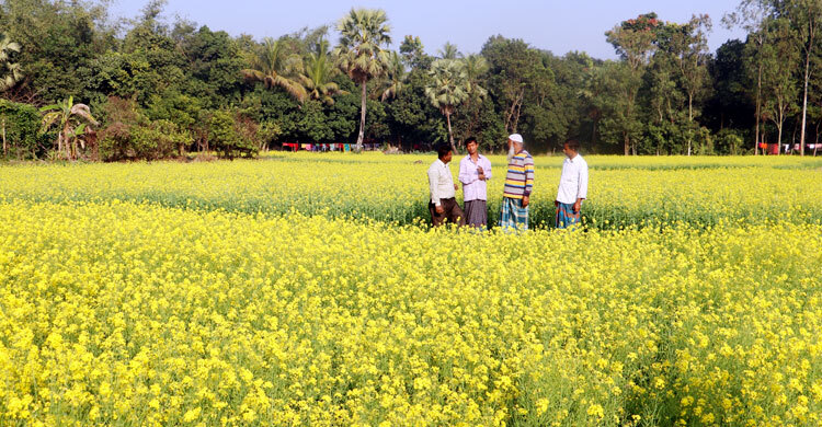 ফেনীতে সরিষা চাষে কৃষকদের ঘুরে দাঁড়ানোর আশা