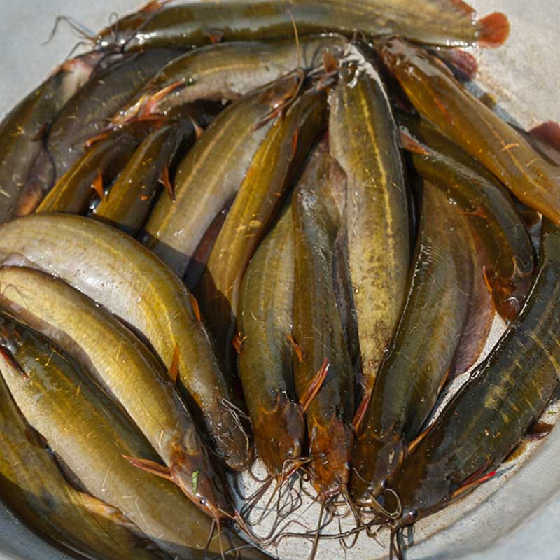 শিং মাছের পোনা উৎপাদন পদ্ধতি