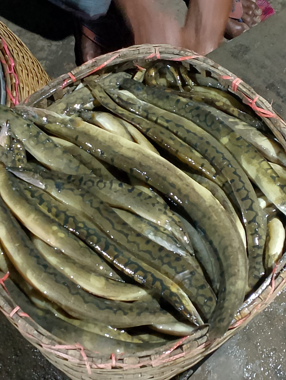 হাওরে বিলুপ্তির পথে দেশি মাছ