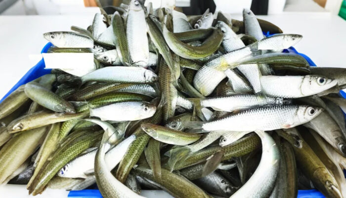 মাছের পোনা উৎপাদনে স্বয়ংসম্পূর্ণতা