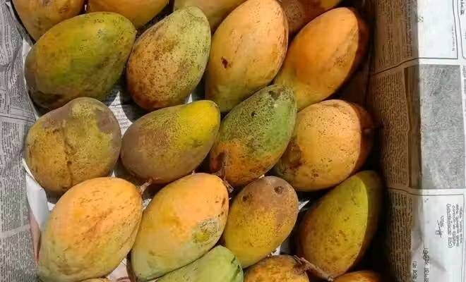 আমের পাতার দাগ রোগ – কারণ, লক্ষণ ও সমন্বিত সমাধান