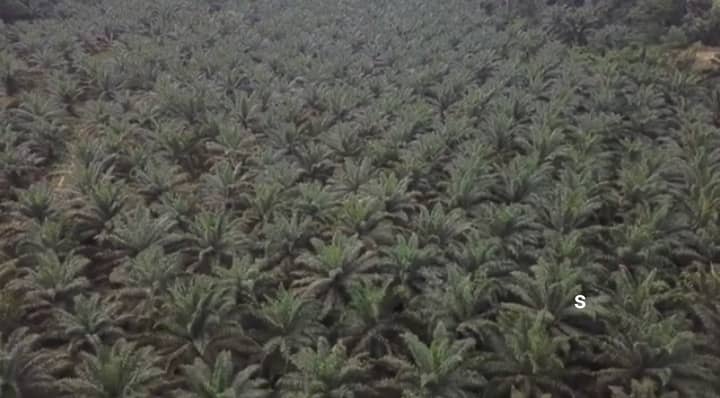 মালয়েশিয়ায় প্লান্টেশন কলিং ভিসার সময়সীমা ৩১ মার্চ