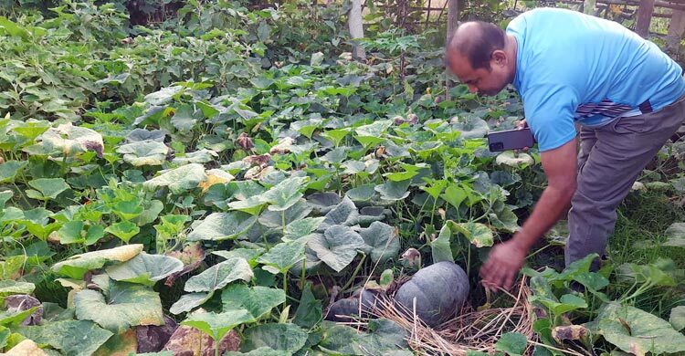 অভয়নগরে পোকার আক্রমণে বিপাকে কুমড়া চাষিরা, কী করবেন?