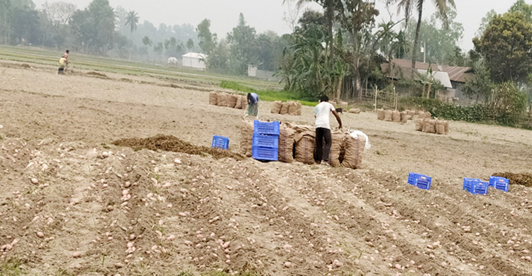 আলুর উৎপাদন রেকর্ড গড়লেও দামের ধাক্কায় কৃষকের দুর্ভোগ