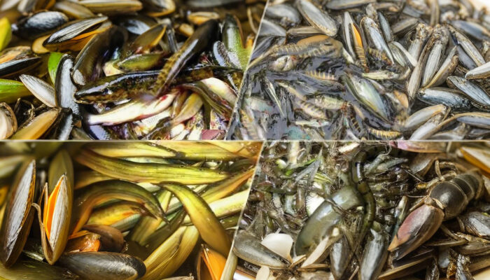 নদী দখল ও দূষণে হুমকিতে দেশীয় মাছের প্রজাতি 